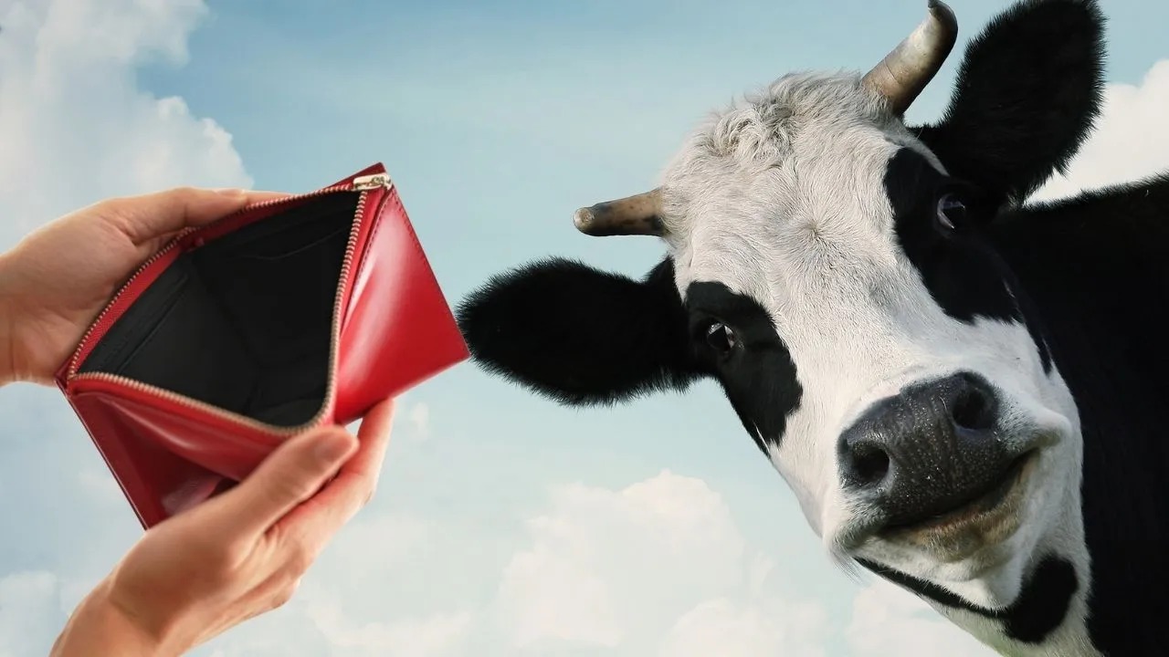 Campesino halla una cartera estómago de su vaca