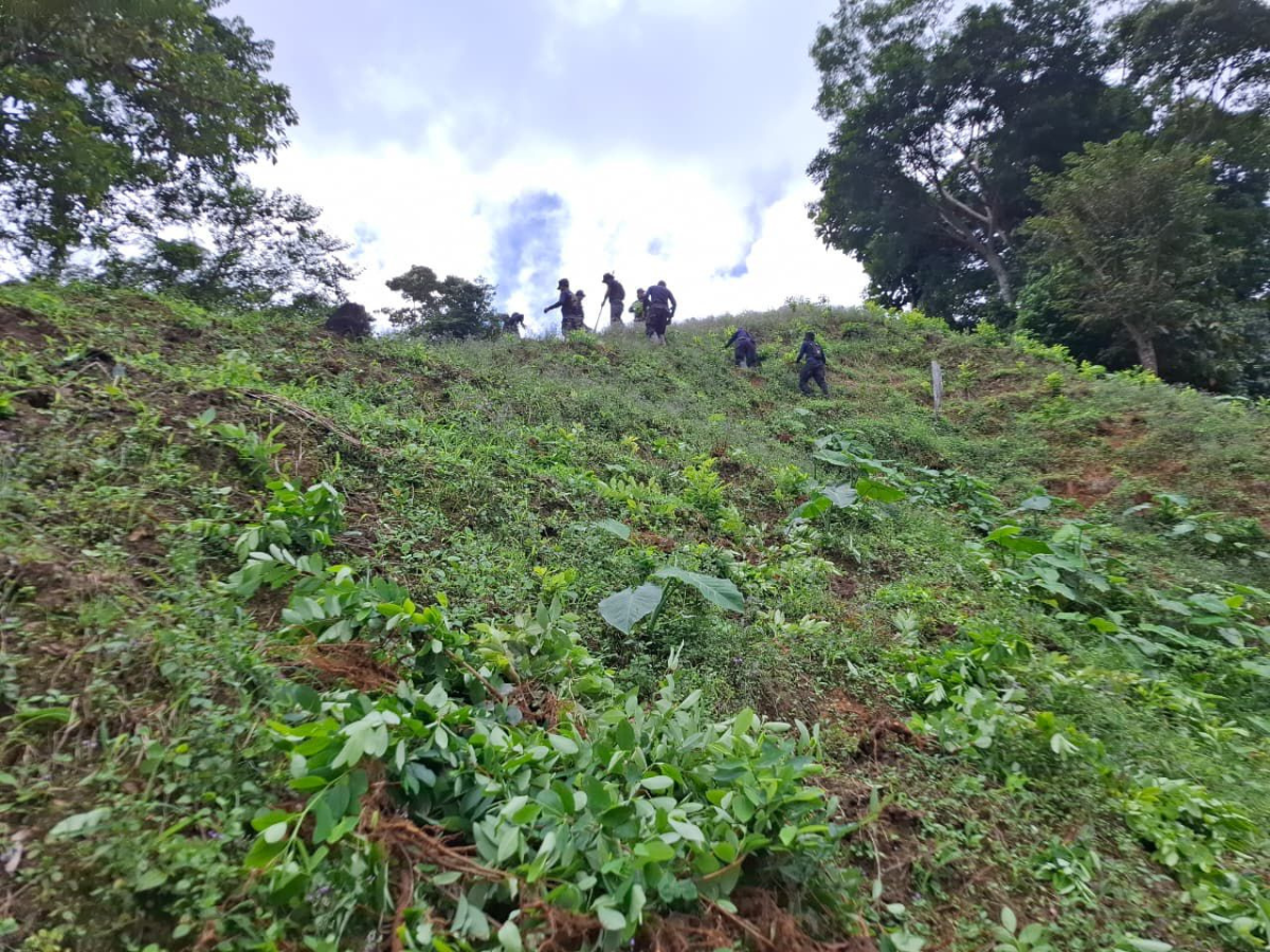Destruyen vivero coca en Colón