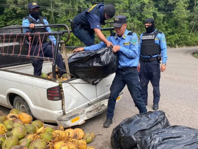 Caen cuatro personas con 356 libras de marihuana ocultas en cargamento de cocos