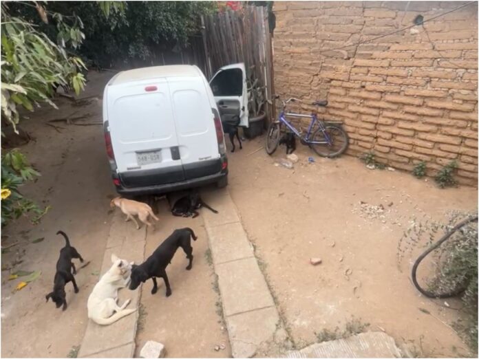 perros rescatados