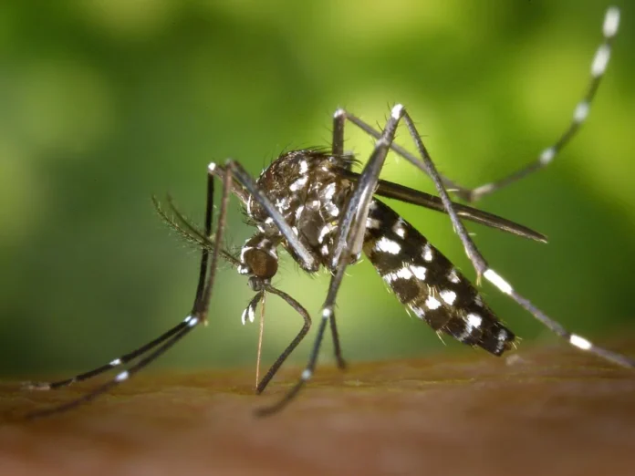 Honduras reporta ingreso de mosquito tigre
