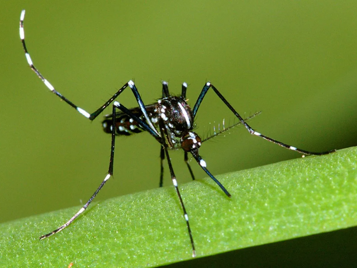 Honduras reporta ingreso de mosquito tigre